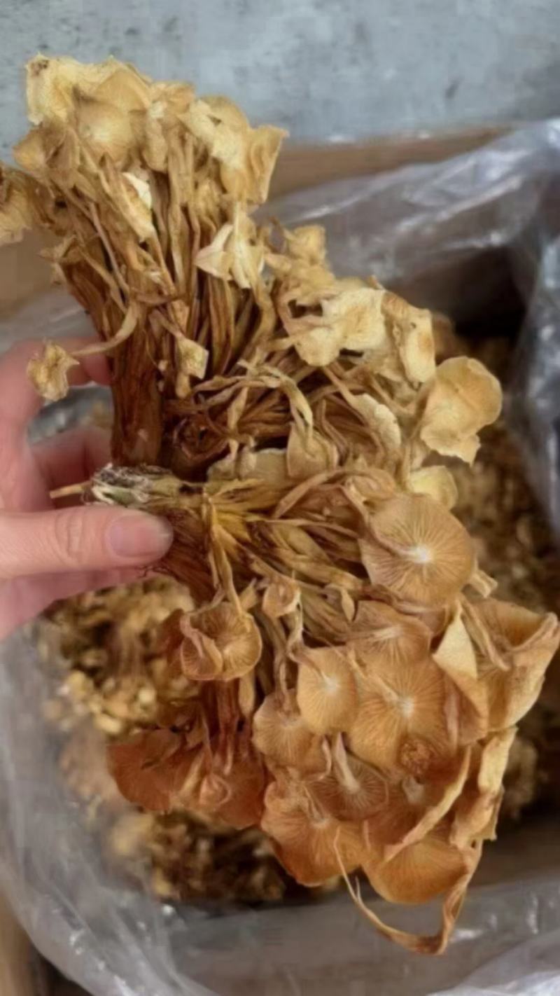 茶树菇，一件40斤装，下单送专用包装袋！适用广泛！