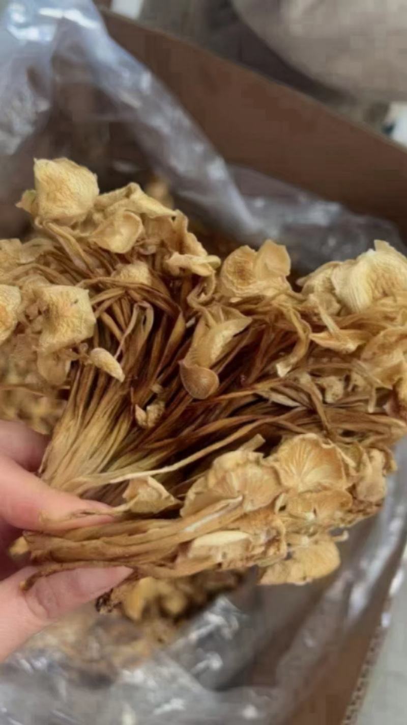 茶树菇，一件40斤装，下单送专用包装袋！适用广泛！