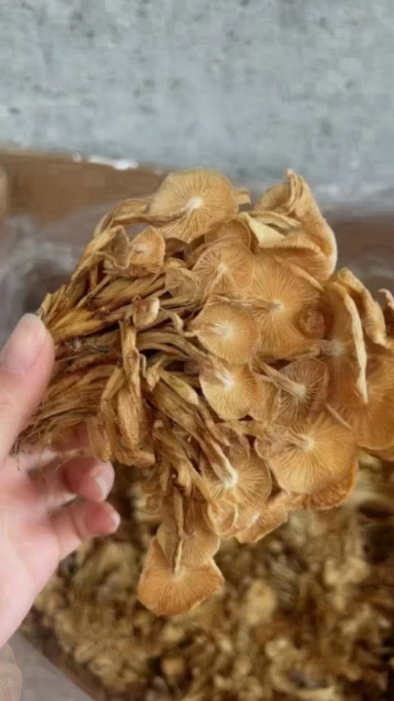 茶树菇，一件40斤装，下单送专用包装袋！适用广泛！