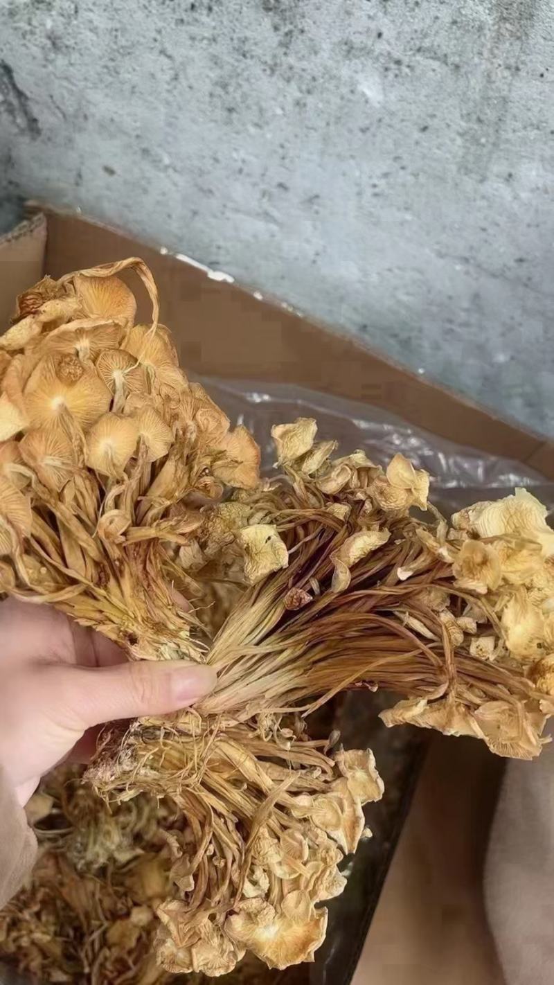 茶树菇，一件40斤装，下单送专用包装袋！适用广泛！