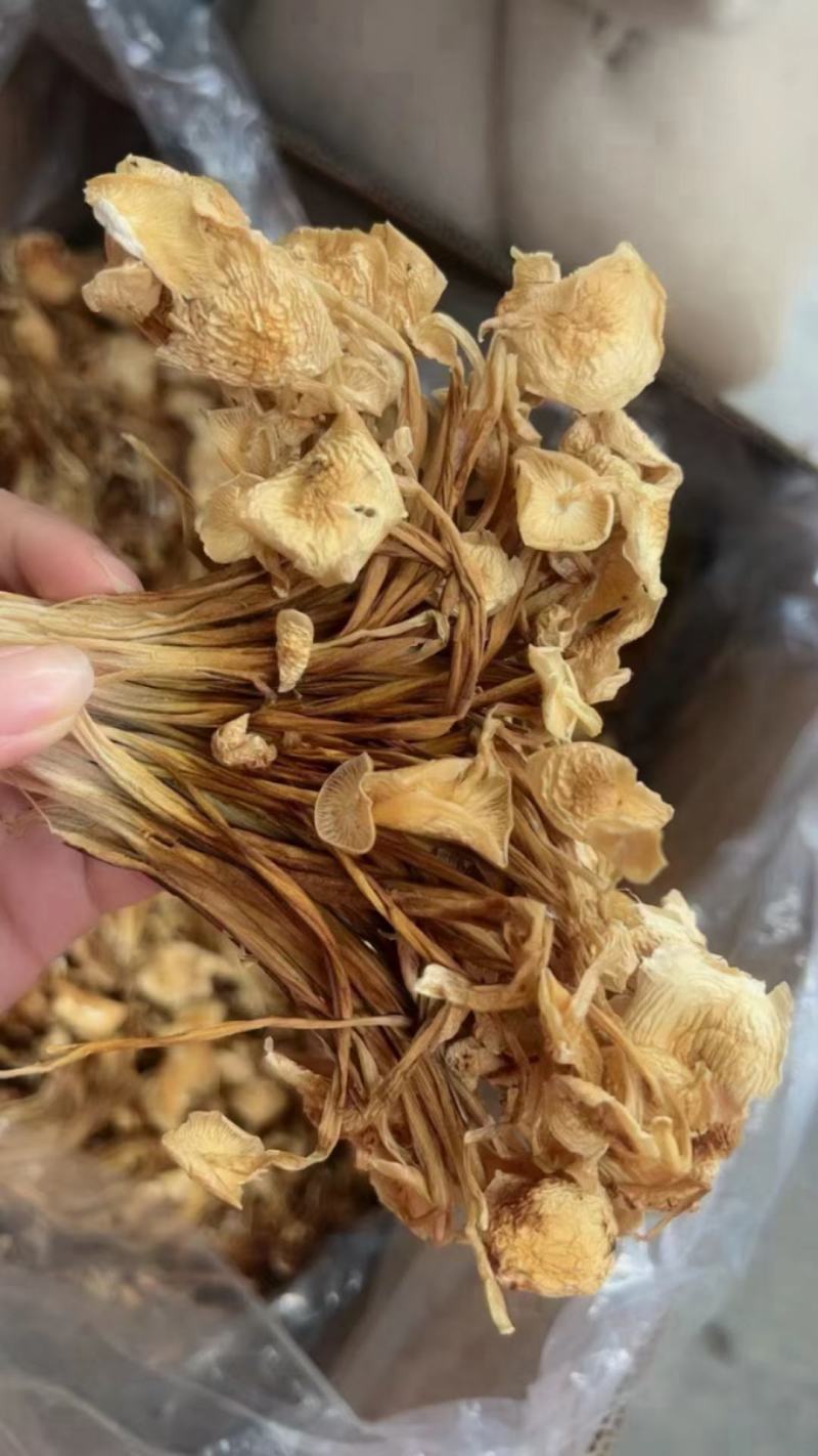 茶树菇，一件40斤装，下单送专用包装袋！适用广泛！