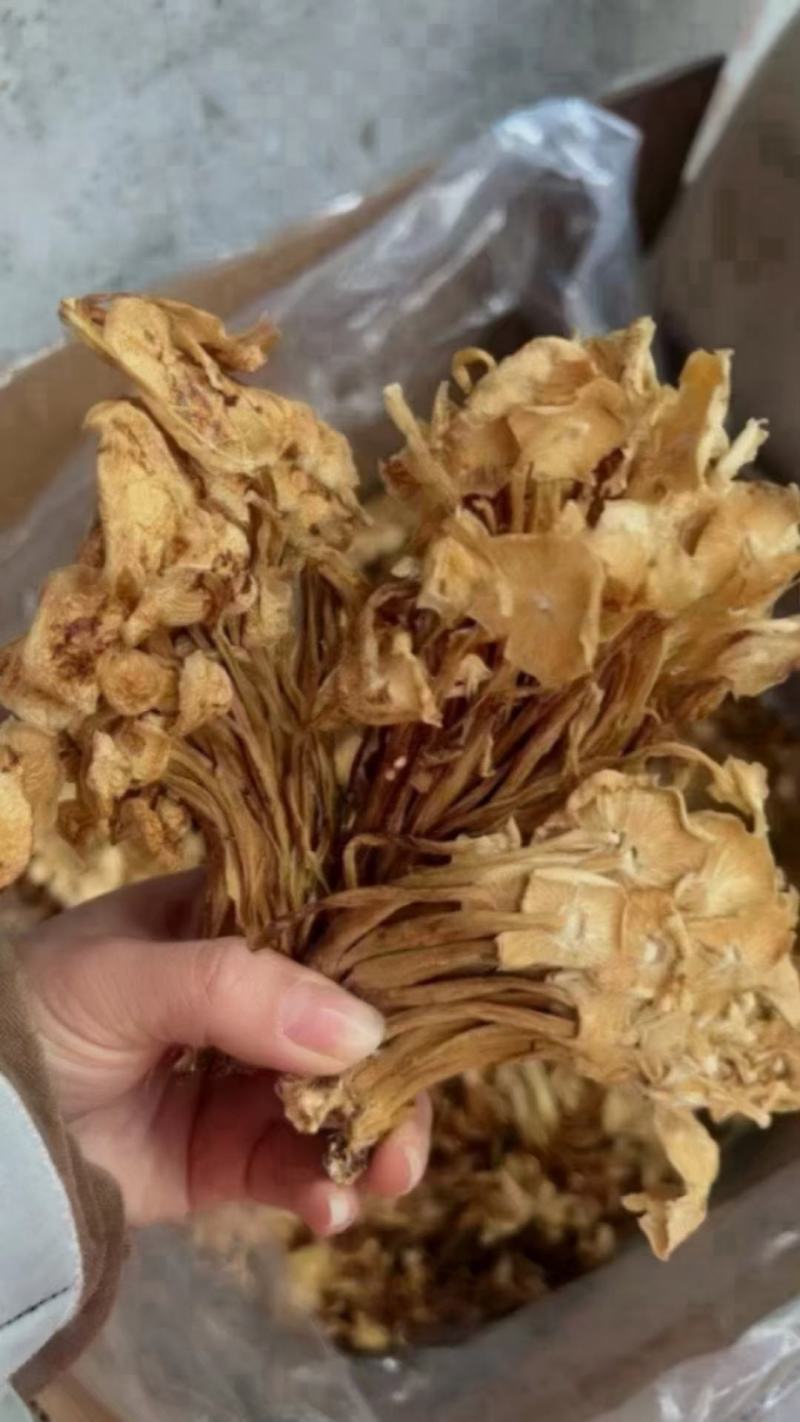茶树菇，一件40斤装，下单送专用包装袋！适用广泛！