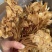 茶树菇，一件40斤装，下单送专用包装袋！适用广泛！