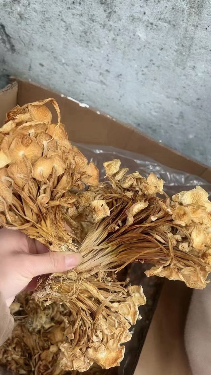 茶树菇，一件40斤装，下单送专用包装袋！适用广泛！