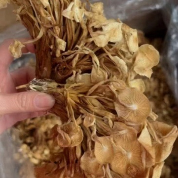 茶树菇，一件40斤装，下单送专用包装袋！适用广泛！