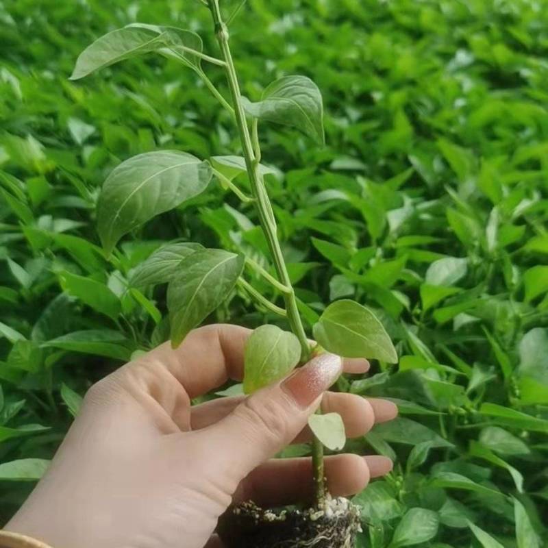 辣椒苗，蒜乡红辣椒苗，朝天椒苗三樱椒苗，螺丝椒苗
