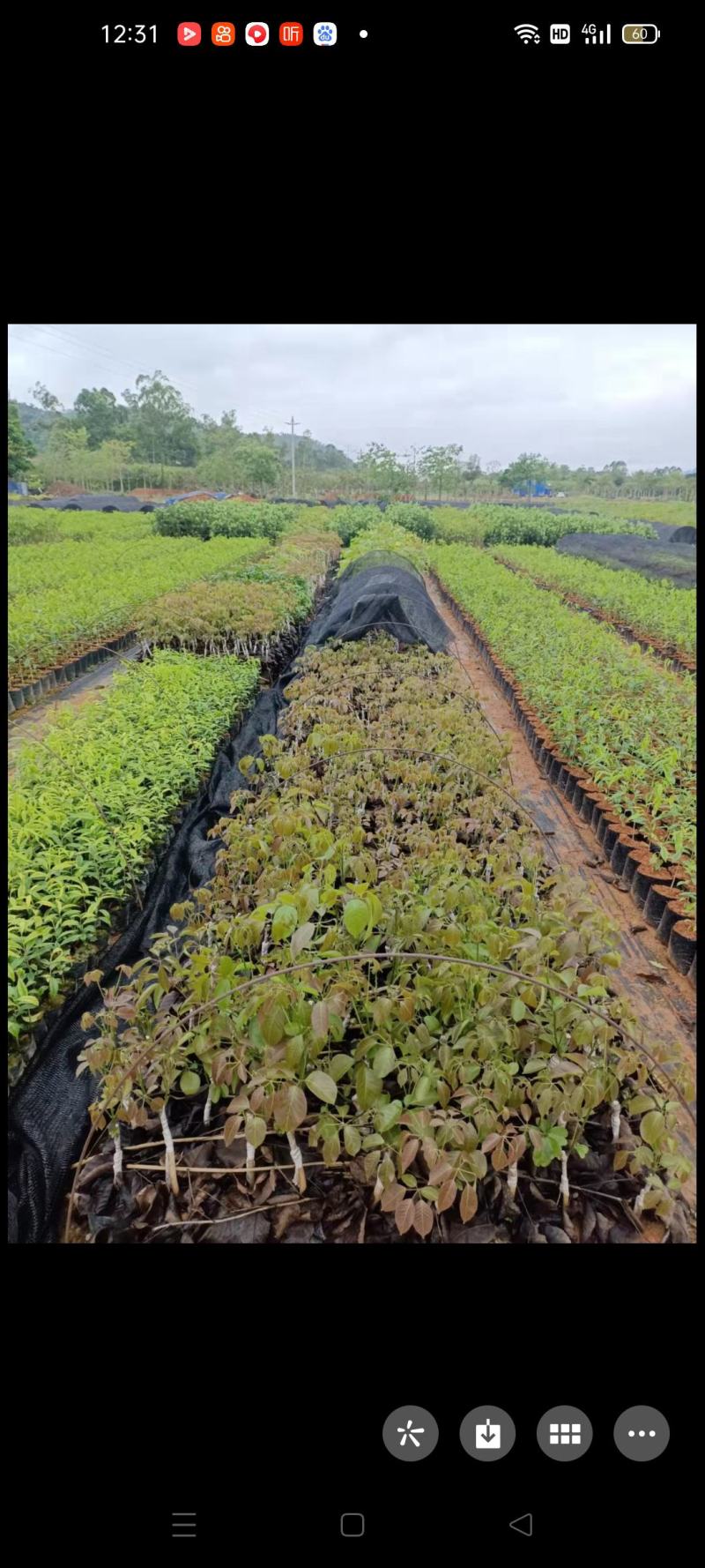 多花秀球紫花风铃嫁接苗