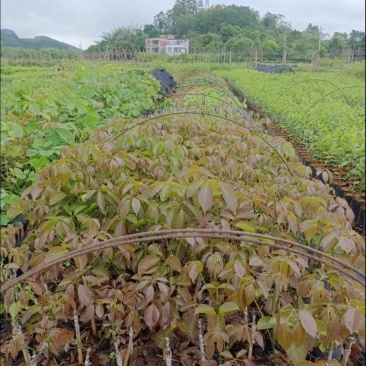 多花秀球紫花风铃嫁接苗