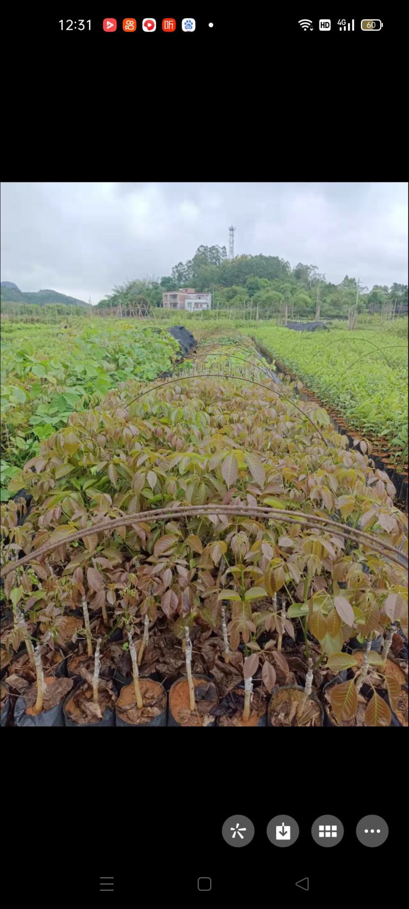 多花秀球紫花风铃嫁接苗