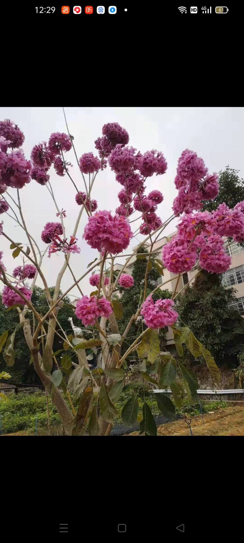 多花秀球紫花风铃嫁接苗