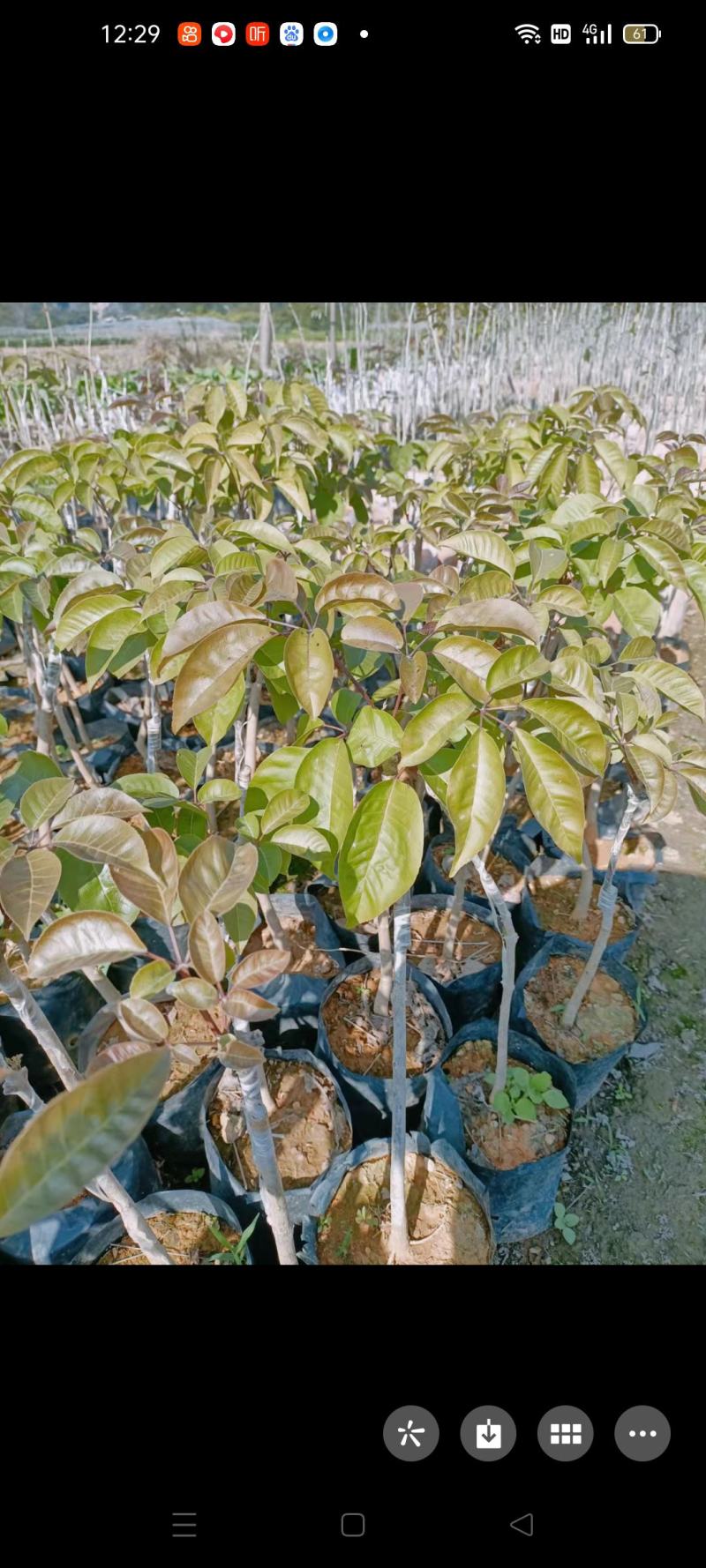 多花秀球紫花风铃嫁接苗