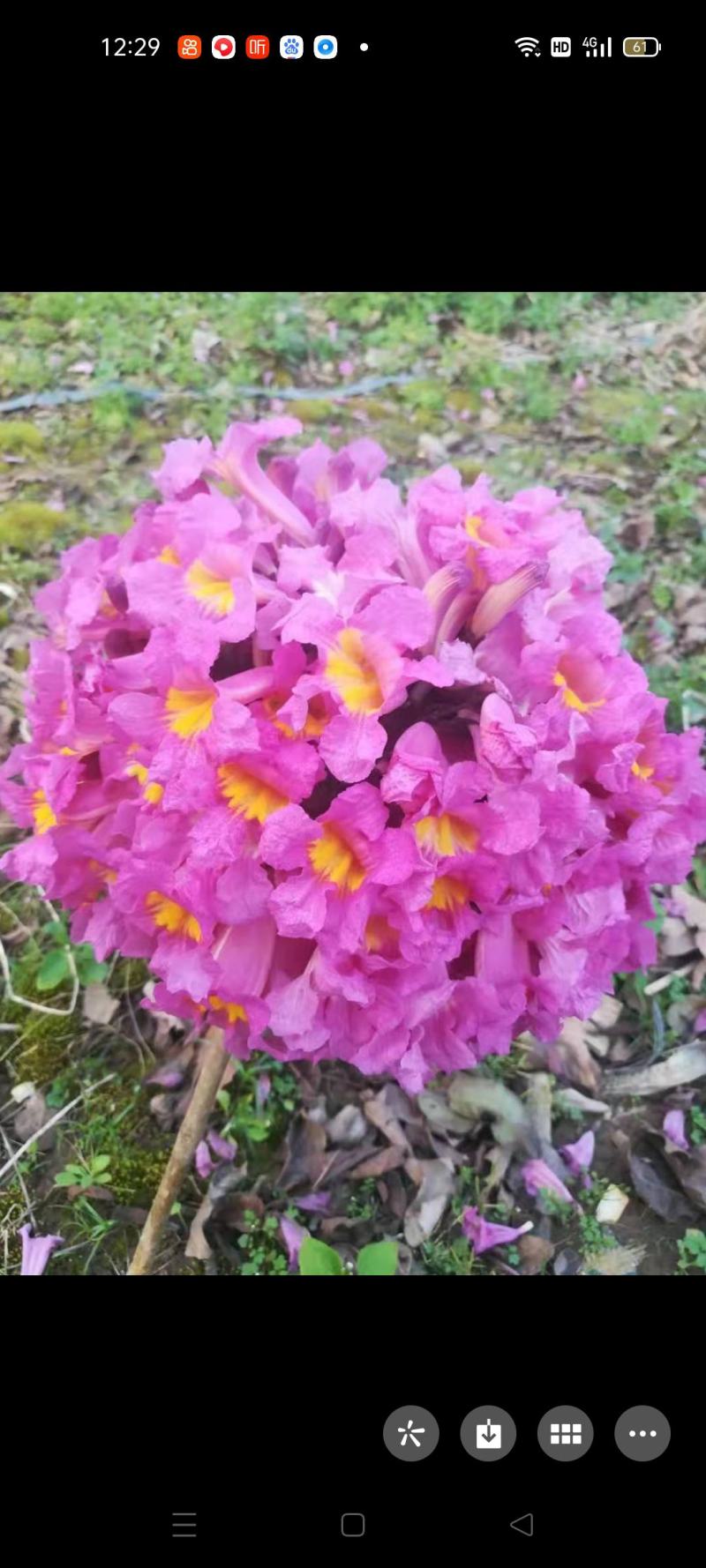 多花秀球紫花风铃嫁接苗