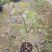 多花秀球紫花风铃嫁接苗