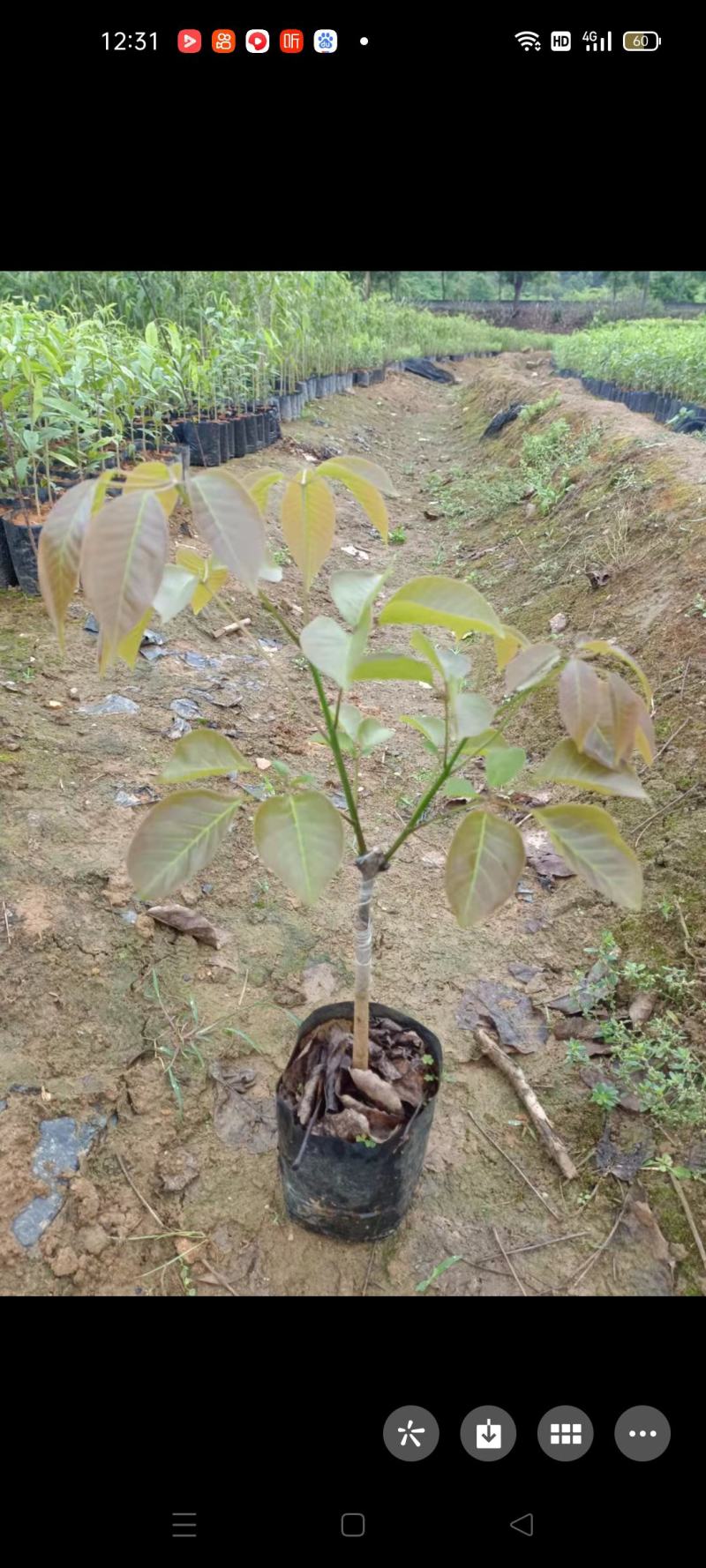 多花秀球紫花风铃嫁接苗