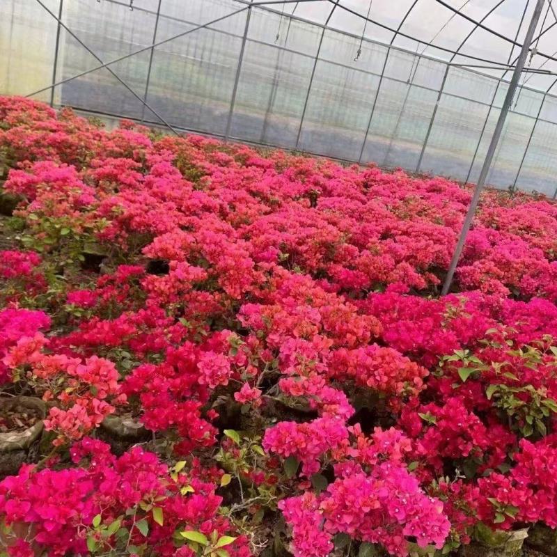 三角梅工程苗盆栽苗
