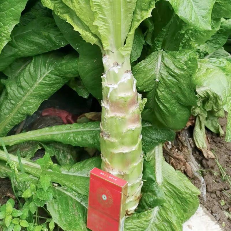 城固青笋单颗一到三斤，皮薄肉多，产地直销