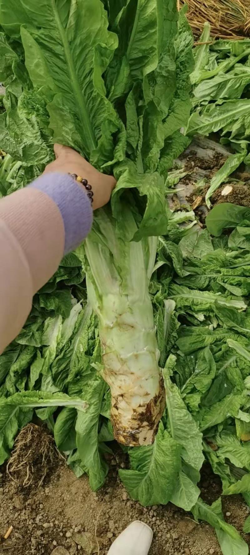 城固青笋单颗一到三斤，皮薄肉多，产地直销