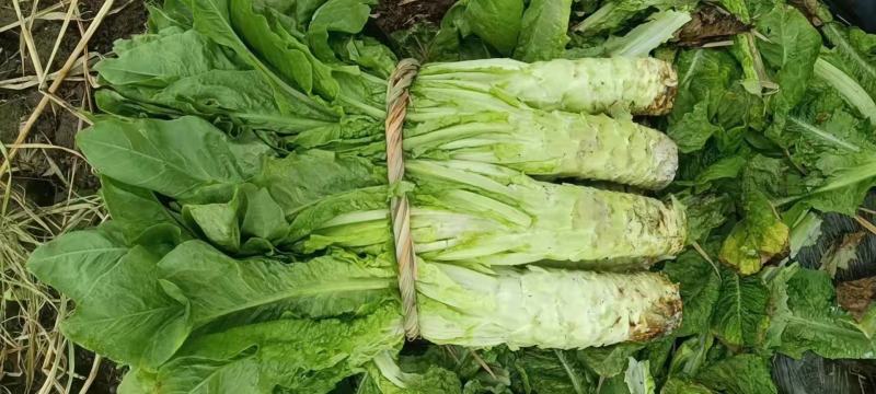 城固青笋单颗一到三斤，皮薄肉多，产地直销
