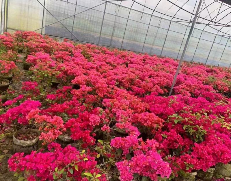 三角梅工程苗盆栽苗