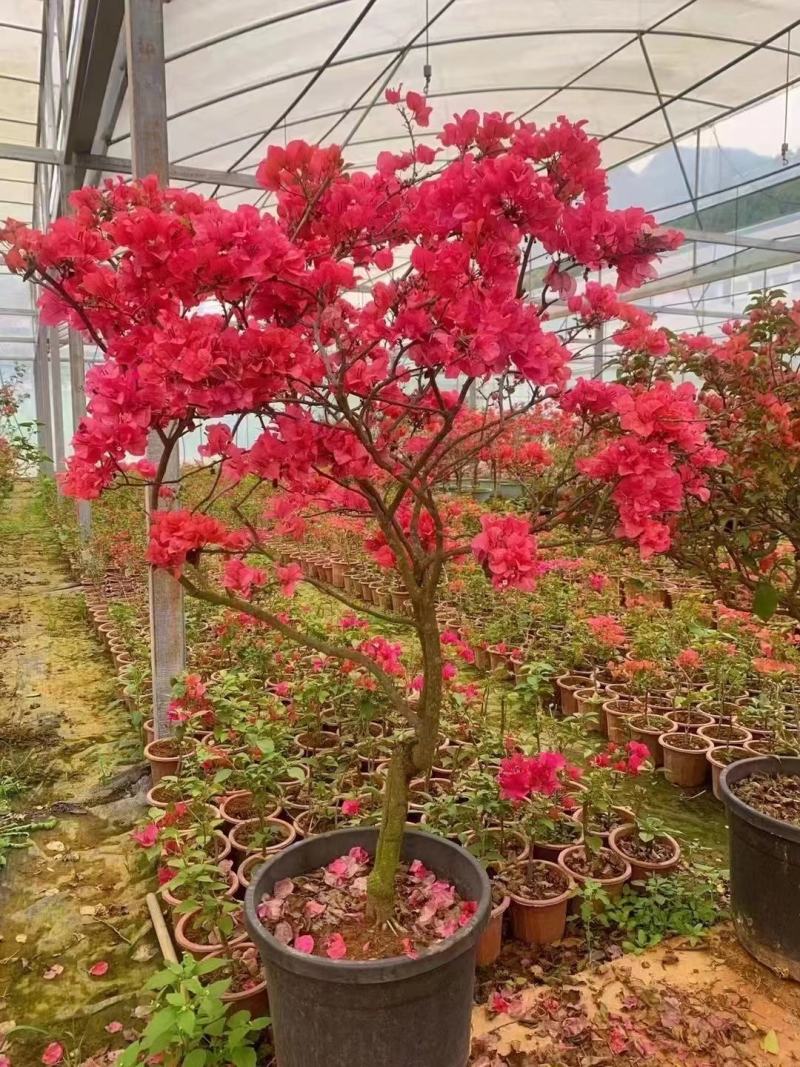 三角梅工程苗盆栽苗
