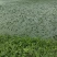 大青菱产地直发中，现采现发，货源充足，物美价廉，欢迎订购