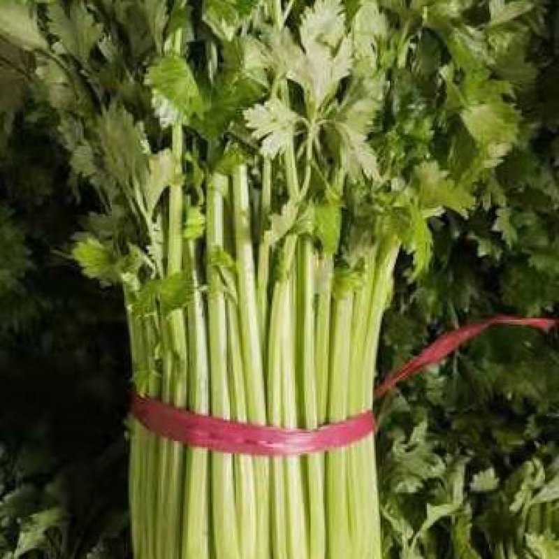 河北邯郸精品西芹菜现货现发一手好货诚信经营对接商超市场采购
