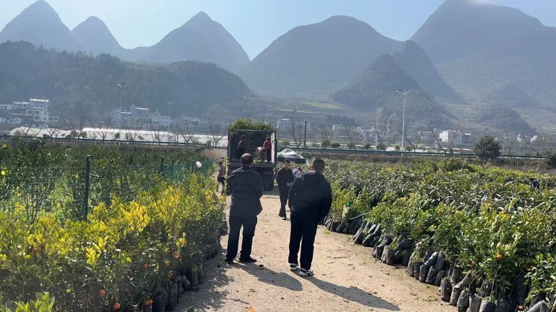 柠檬苗沃柑苗枇杷苗