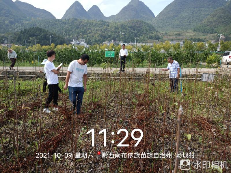 柠檬苗沃柑苗枇杷苗