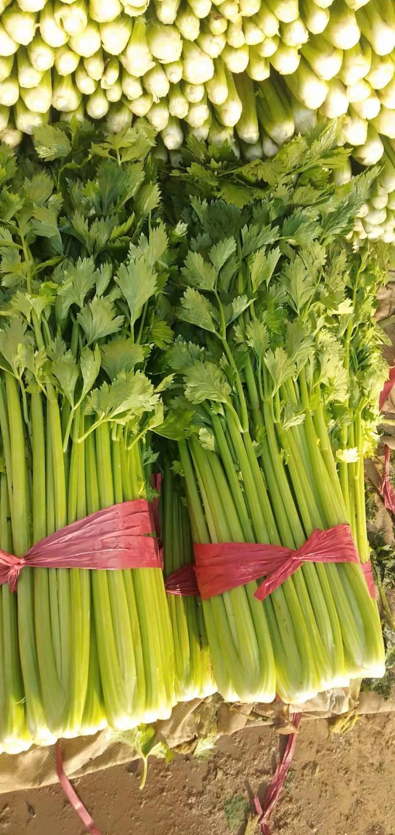 河北邯郸精品西芹菜现货现发一手好货诚信经营对接商超市场采购