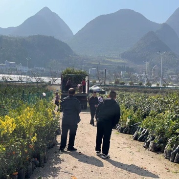 柠檬苗沃柑苗枇杷苗