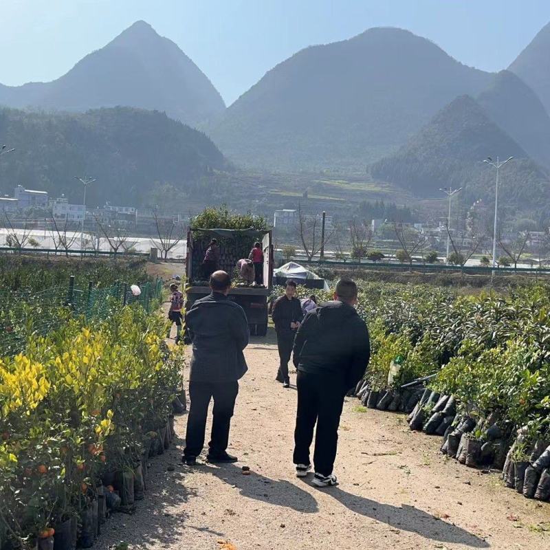 柠檬苗沃柑苗枇杷苗