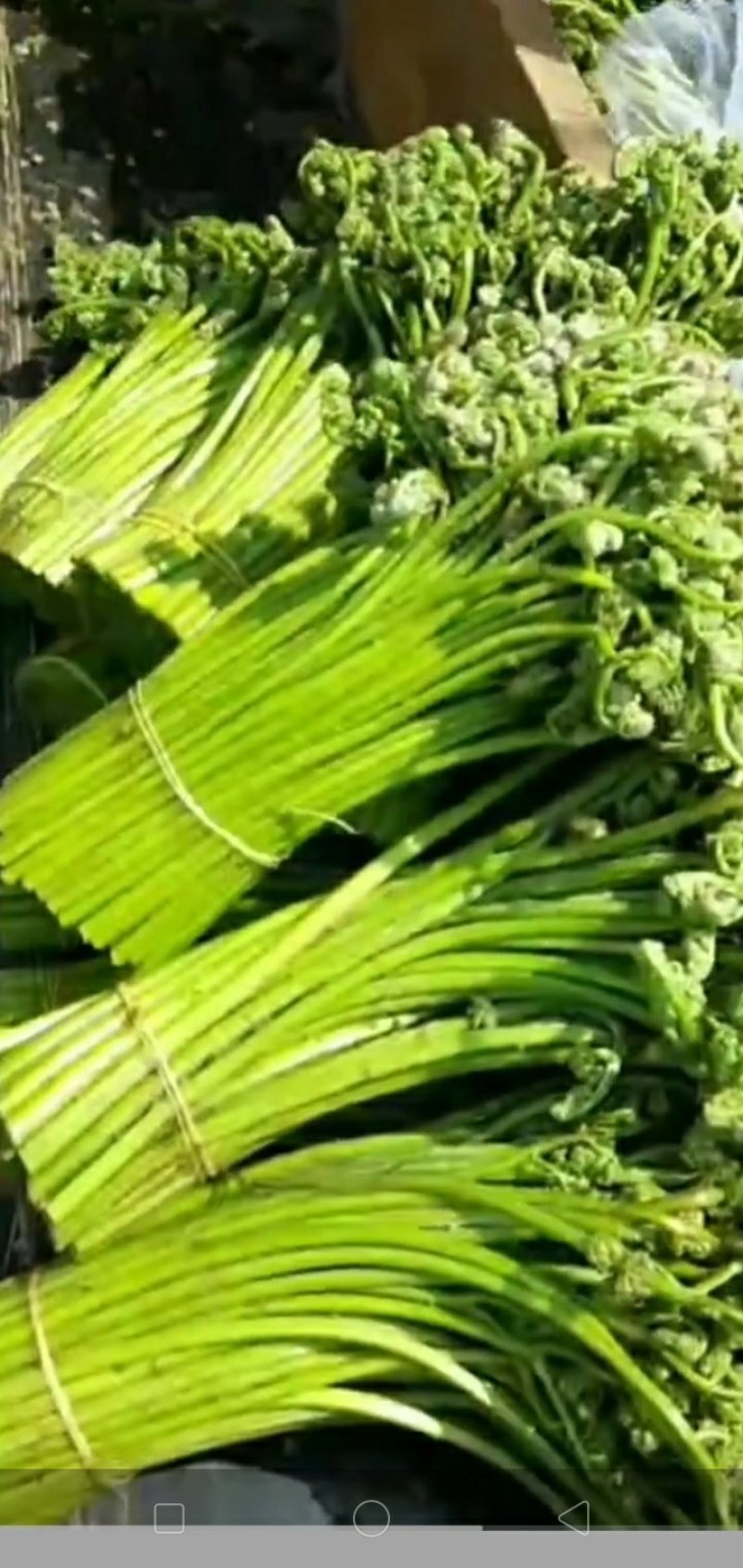 正宗岭北纯绿色食品蕨菜干可提前商谈预定吨数