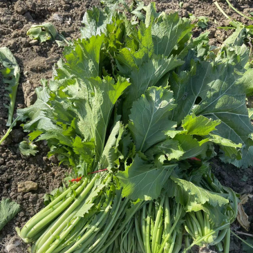 雪里花