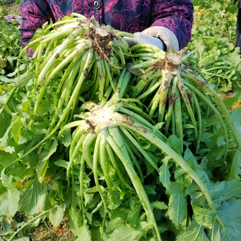 雪里花