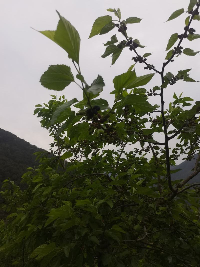 渔门桑椹，欢迎各地市场，果汁厂订购