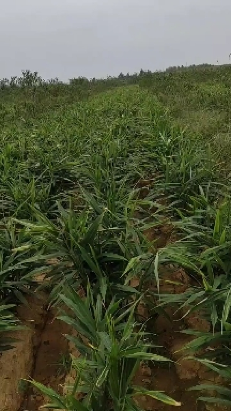 【优选山东生姜】大姜大黄姜价格低电商团购大姜产地现货