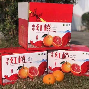 秭归橙子中华红血橙一件整箱代发包邮电商平台供应质量有保