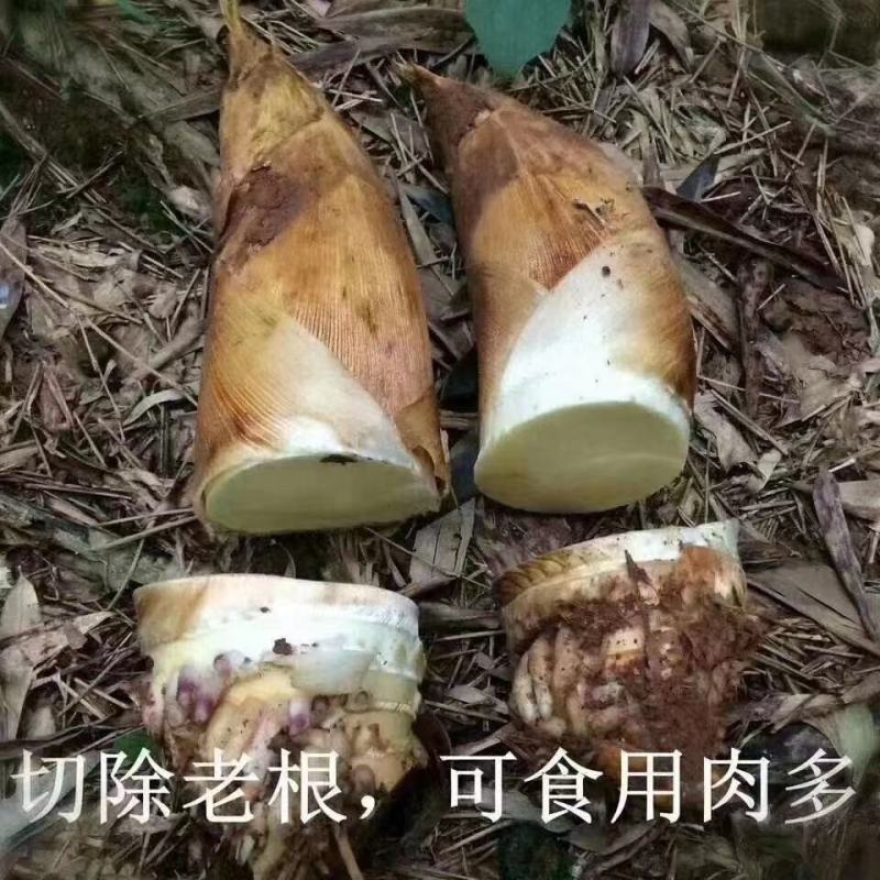 营养菌汤包，一次不吃你的错，只吃一次我的错