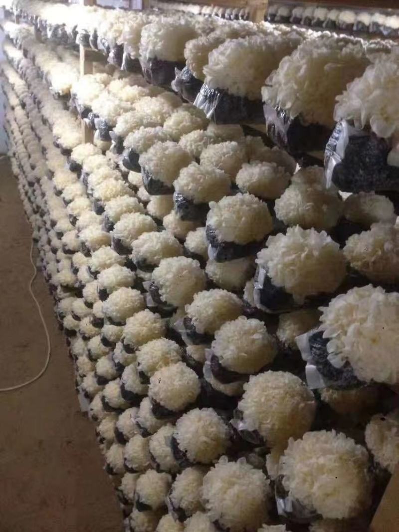 营养菌汤包，一次不吃你的错，只吃一次我的错