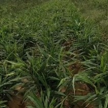 【优选山东生姜】大姜大黄姜价格低电商团购大姜产地现货
