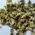 菊花各种养生茶中药材批发
