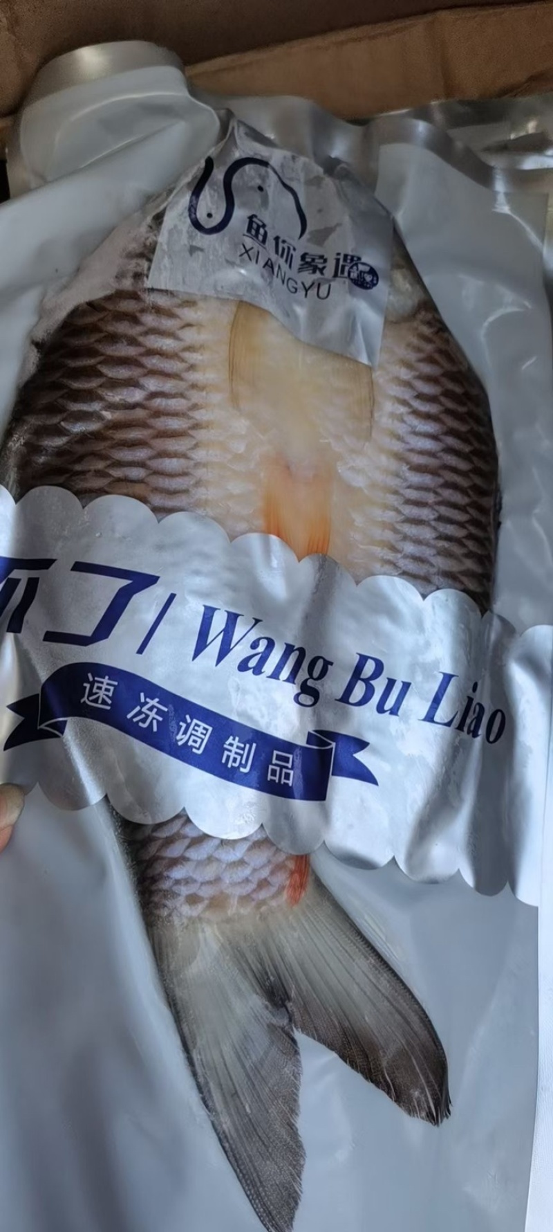 冷冻开背苏丹鱼皇帝鱼烤鱼商用400-500g一条