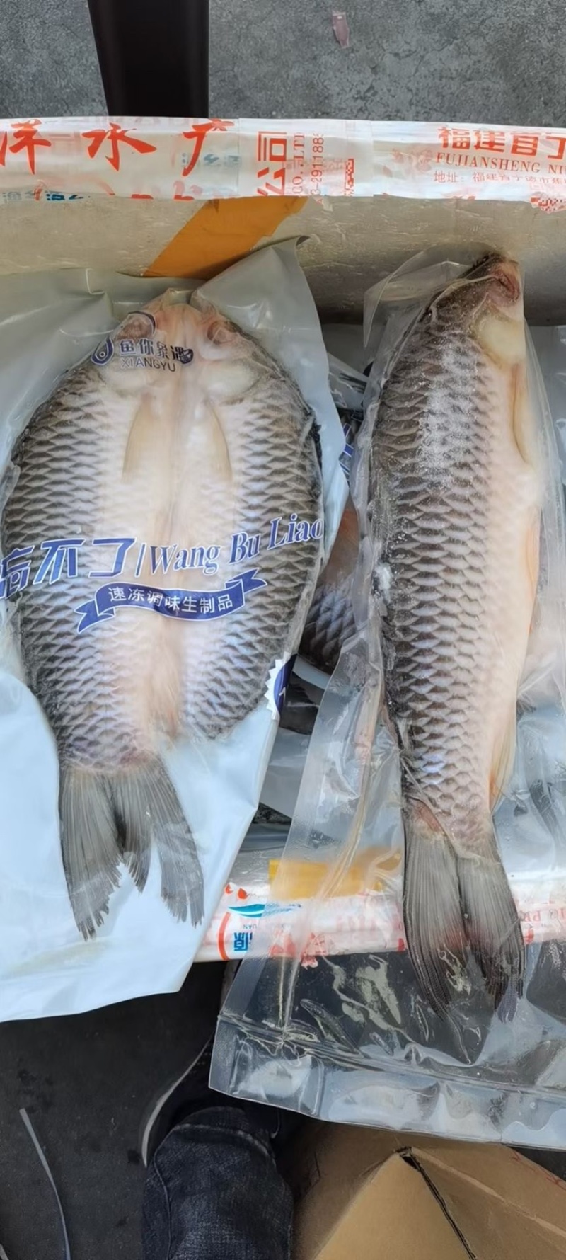 冷冻开背苏丹鱼皇帝鱼烤鱼商用400-500g一条