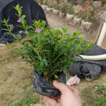 星花(满天星)草本观花植物，绿化收边的不二之选
