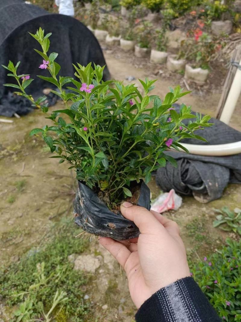 星花(满天星)草本观花植物，绿化收边的不二之选