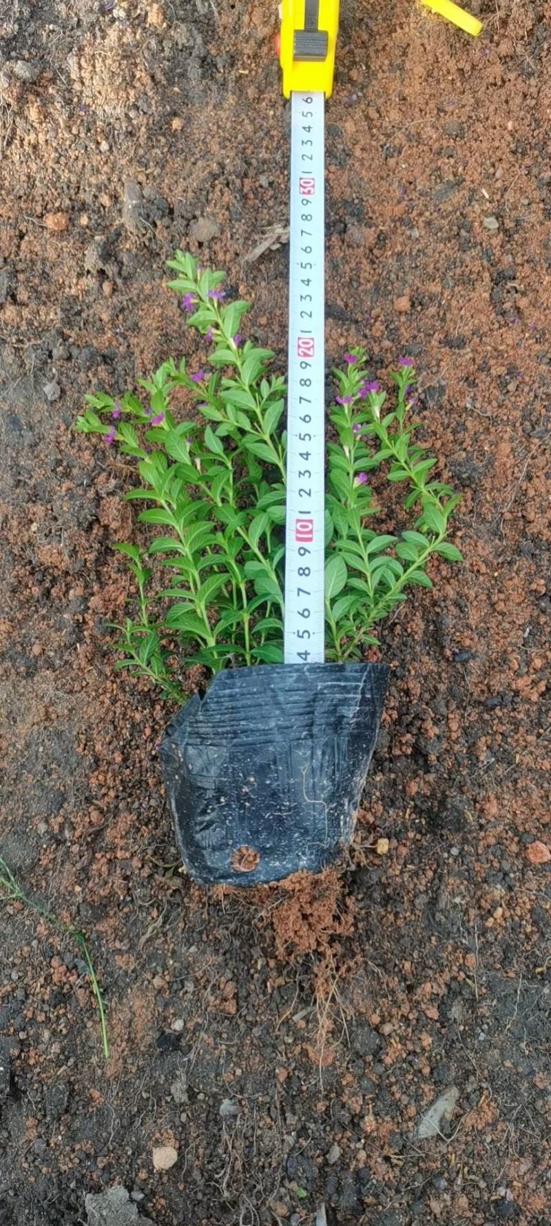 星花(满天星)草本观花植物，绿化收边的不二之选