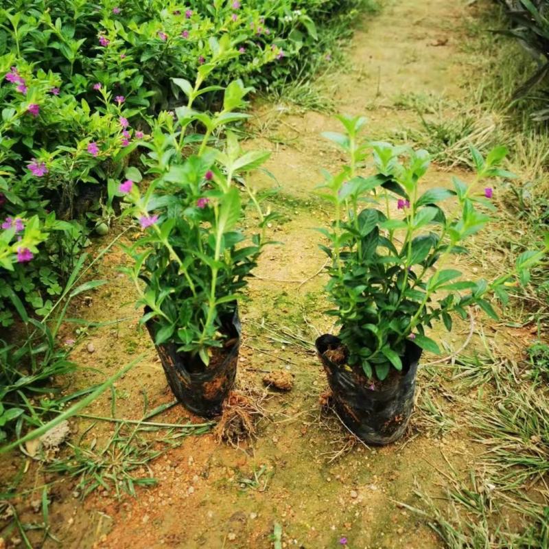 星花(满天星)草本观花植物，绿化收边的不二之选