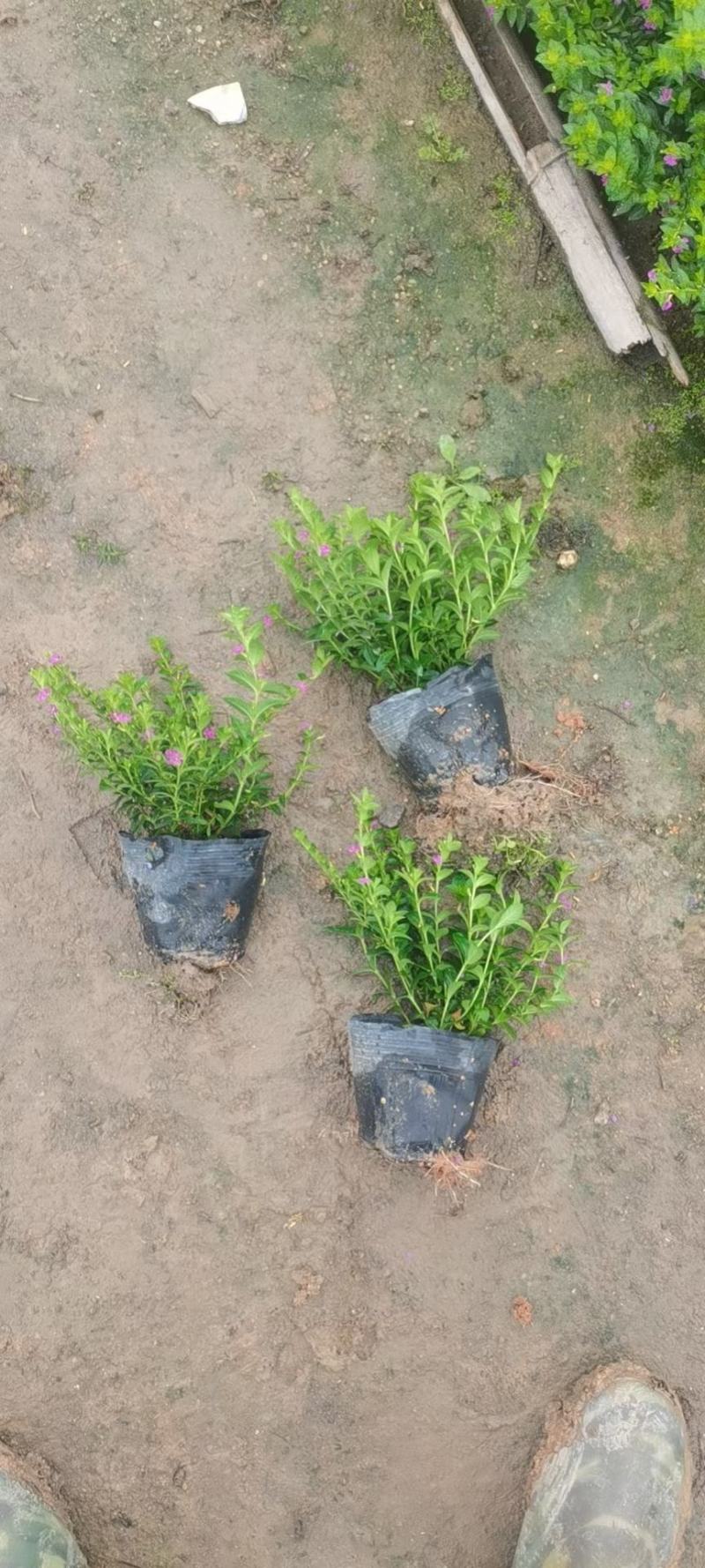 星花(满天星)草本观花植物，绿化收边的不二之选