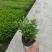 星花(满天星)草本观花植物，绿化收边的不二之选