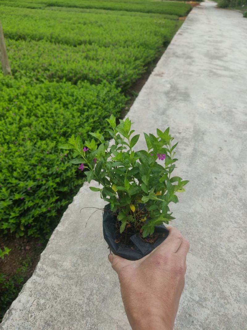 星花(满天星)草本观花植物，绿化收边的不二之选